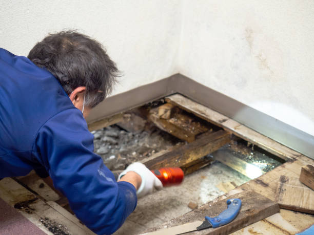 Attic Mold Removal in Oakland, TN