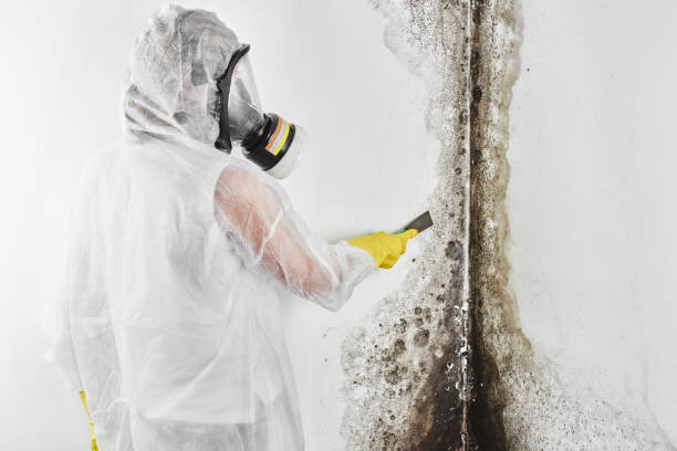 Best Black Mold Removal  in Oakland, TN