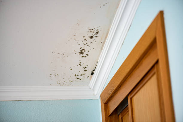 Best Mold Testing  in Oakland, TN